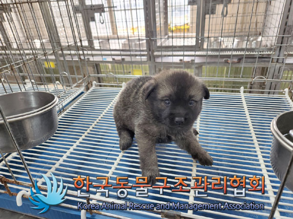 한국동물구조관리협회_441409202300821